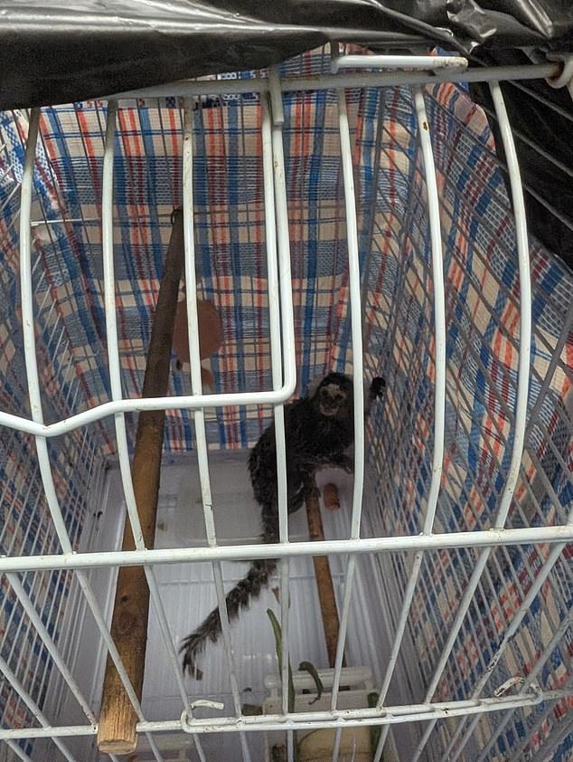 A terrified marmoset was discovered inside a cage covered by a laundry bag on board a London bus last Friday