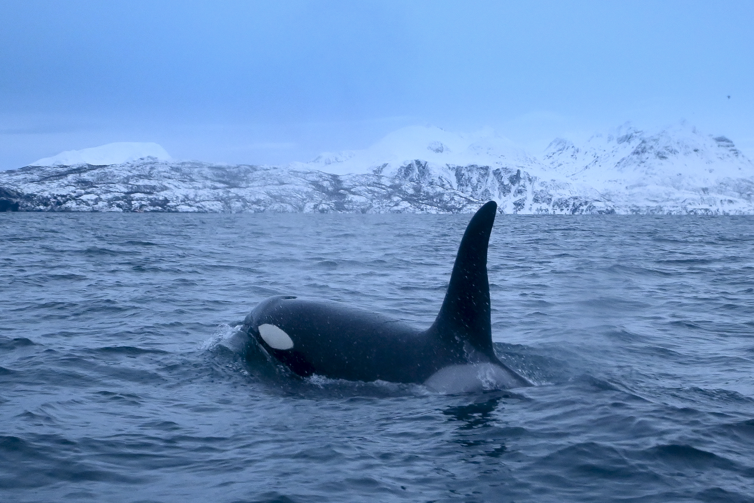 Rare drone video of orcas and dolphins apparently hunting together resurfaces online