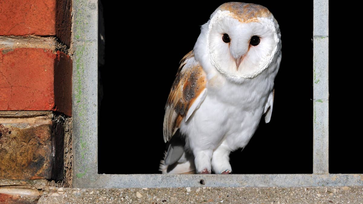 Woman finds an owl casually hanging out in her bedroom like he owns the joint