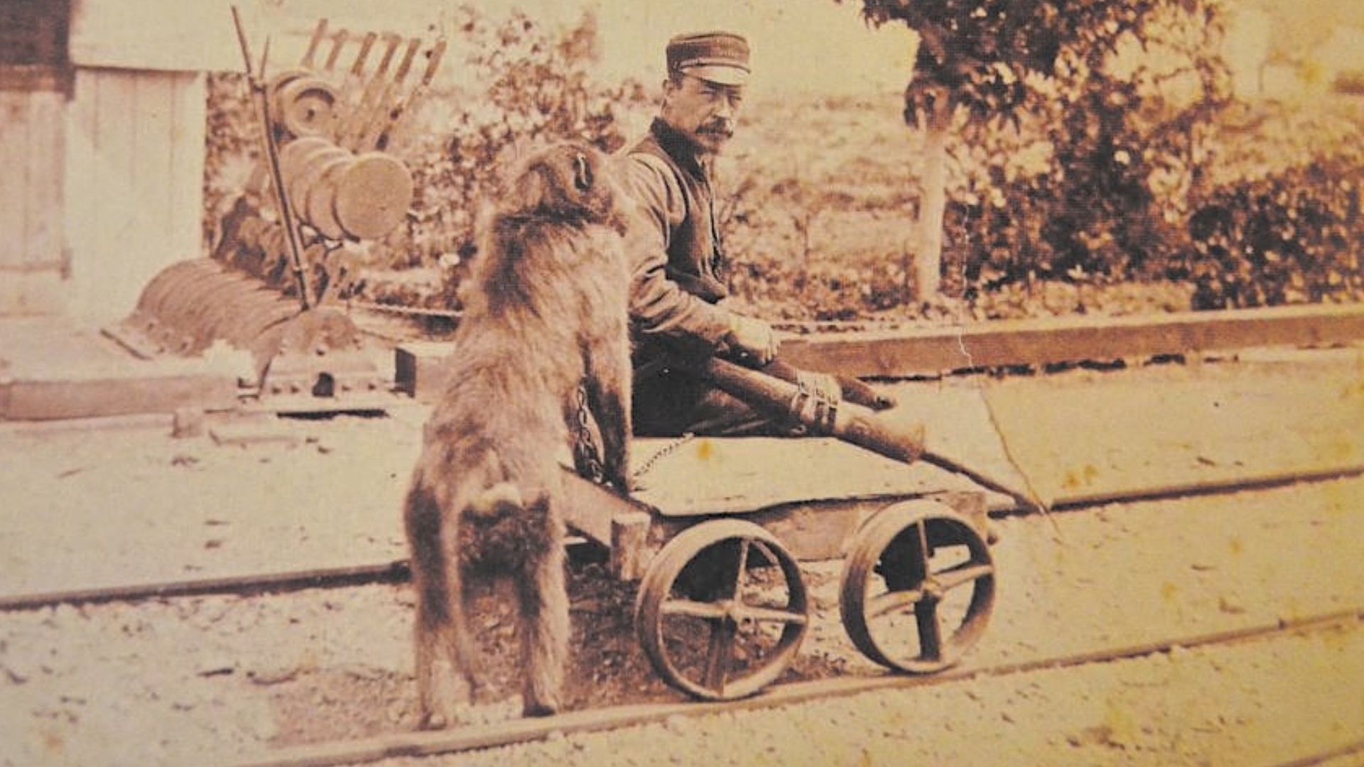 The Baboon Who Worked as a Railway Signalman