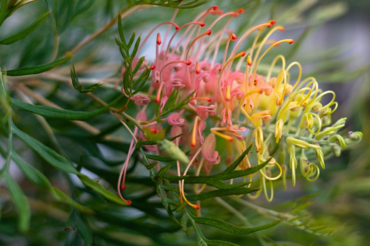 1鉢で真夏の玄関があか抜ける! 鉢植えOK「暑さと乾燥に強い」長く花が咲くオージープランツ3選