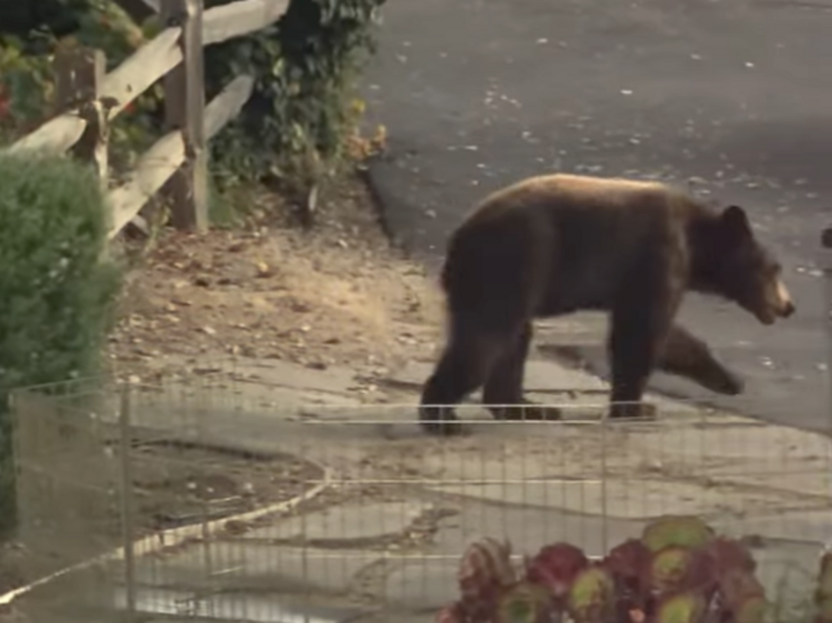 Ring camera captures small bear strolling through SLO County backyard. See video