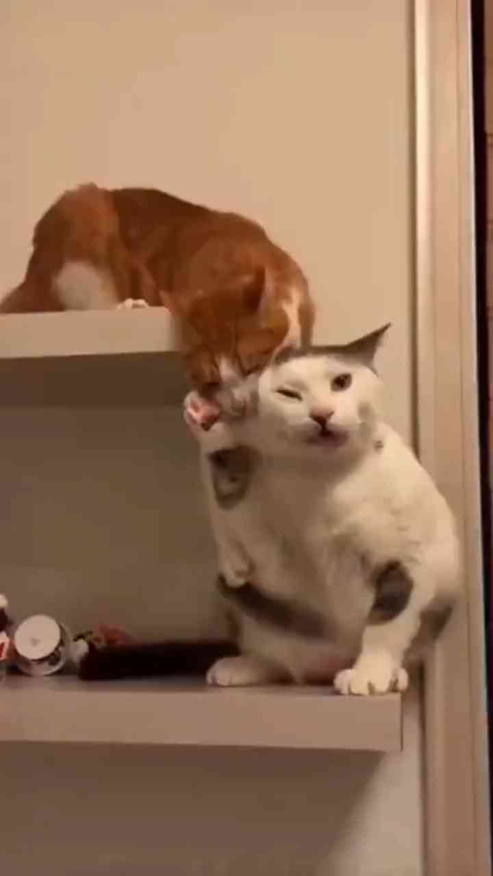 Glitch in the matrix: 10 times cats completely forgot how physics and ...