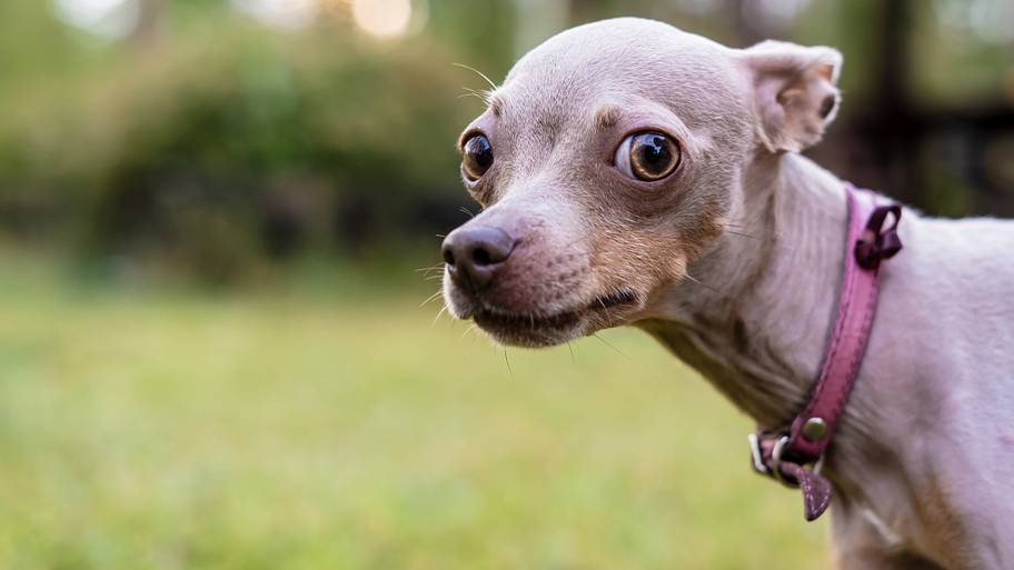 Russian Toy Terrier dog with caution and suspicion looks at the camera.