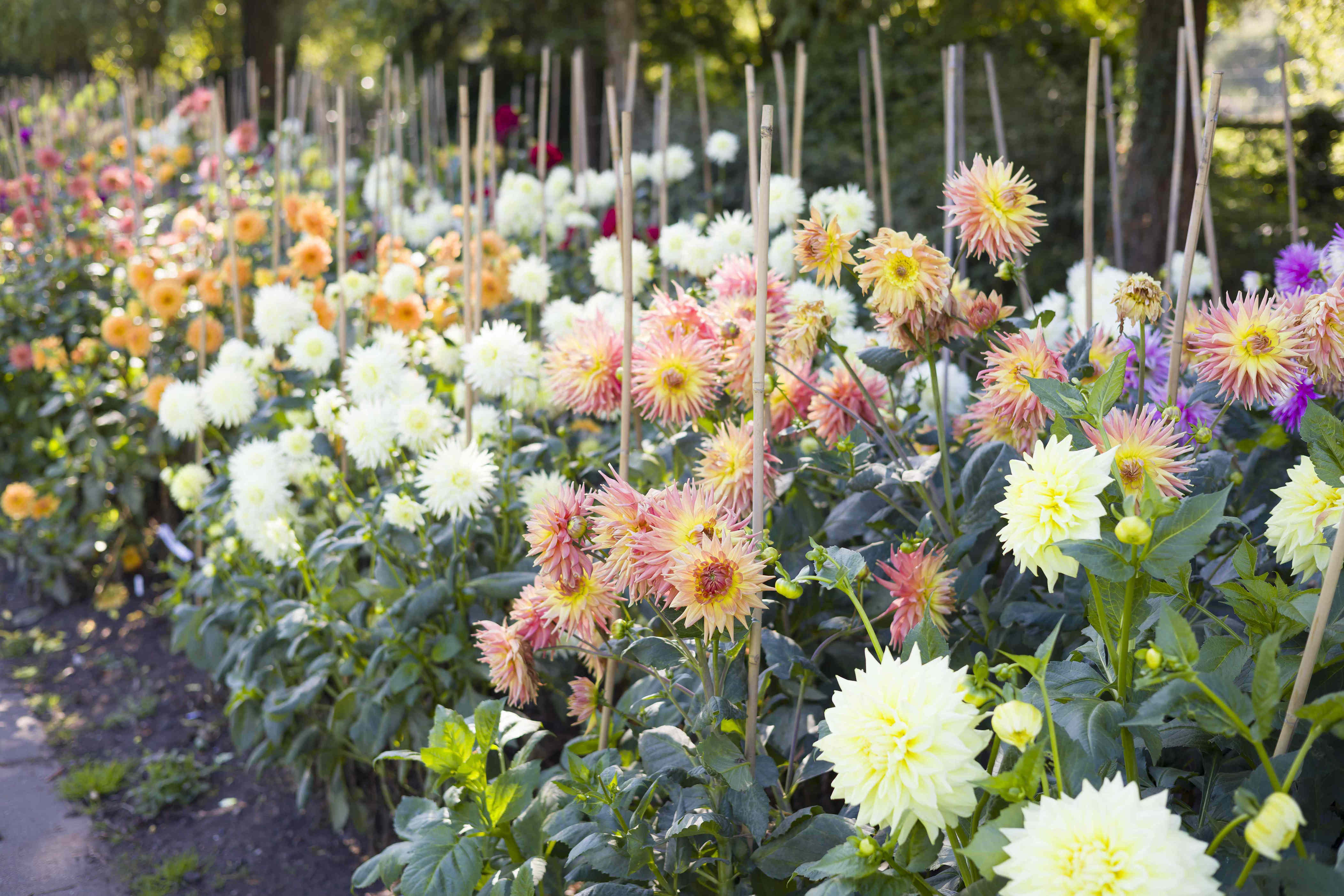 4 easy ways to stake dahlias to keep their blooms upright and beautiful