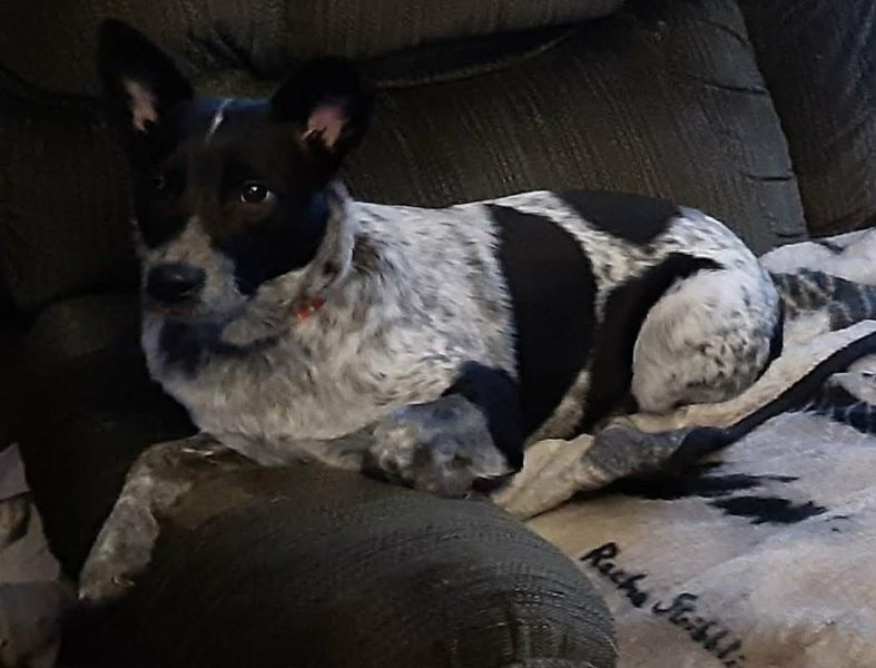 Mazi, a beloved family dog who was expecting puppies, was among the pets lost in the July 2 house fire near McCammon. Shaunene Carter inherited Mazi after her mother’s death four years ago. | Courtesy photo