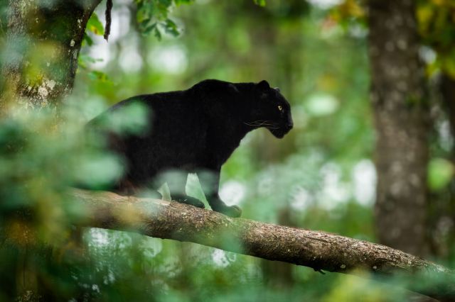 In India, naturalist lowers camera, then 2 black leopard cubs emerge behind their mother