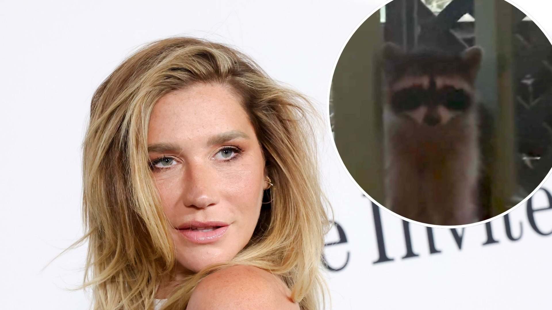 Kesha loses fight to big feral raccoon intruder refusing to leave her home