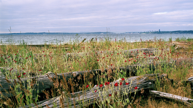 Washington's car-free state park is an island escape off the coast of Seattle with forest camping and trails