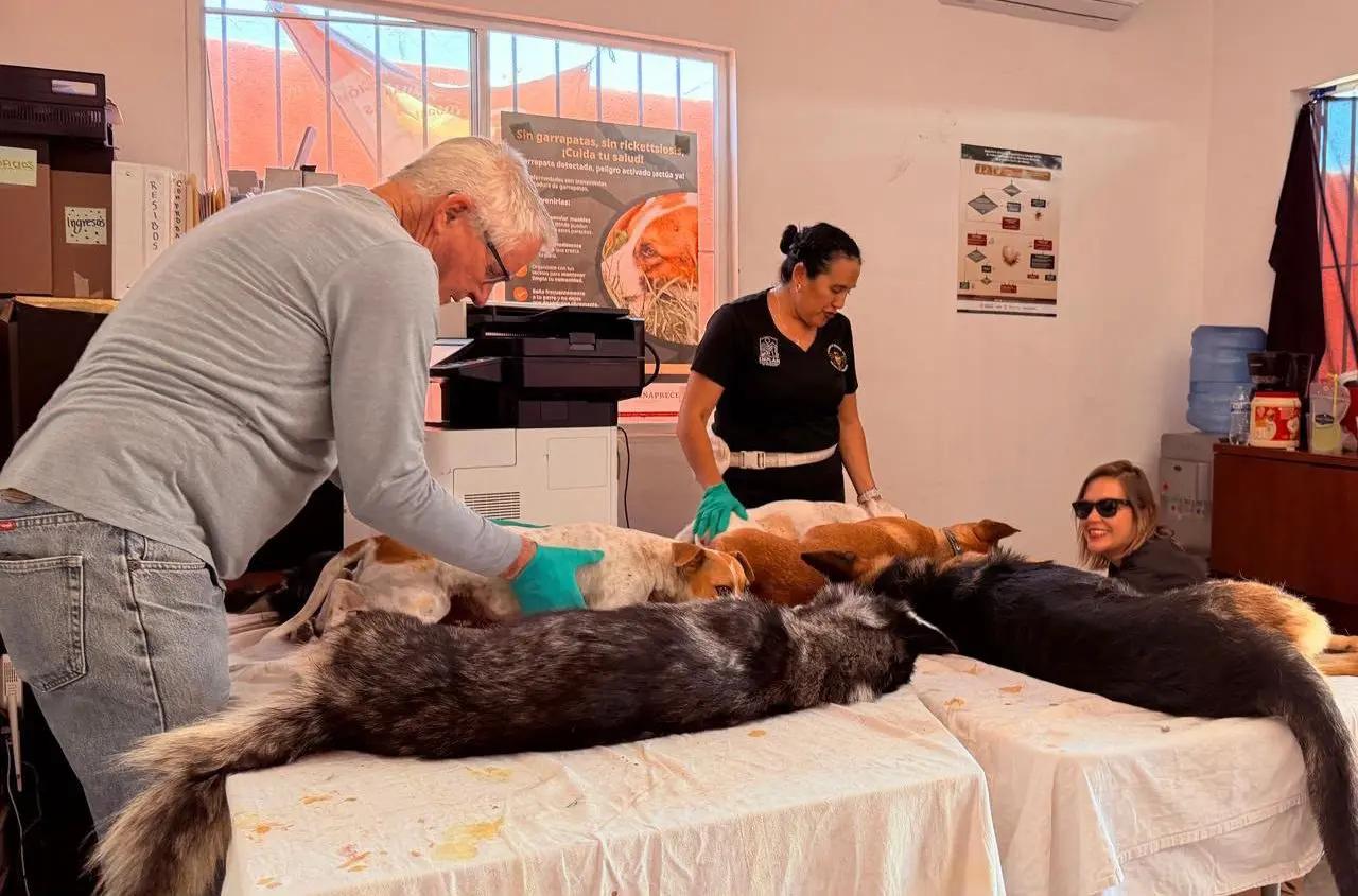 Rosarito rallies community efforts in free spay and neuter initiative