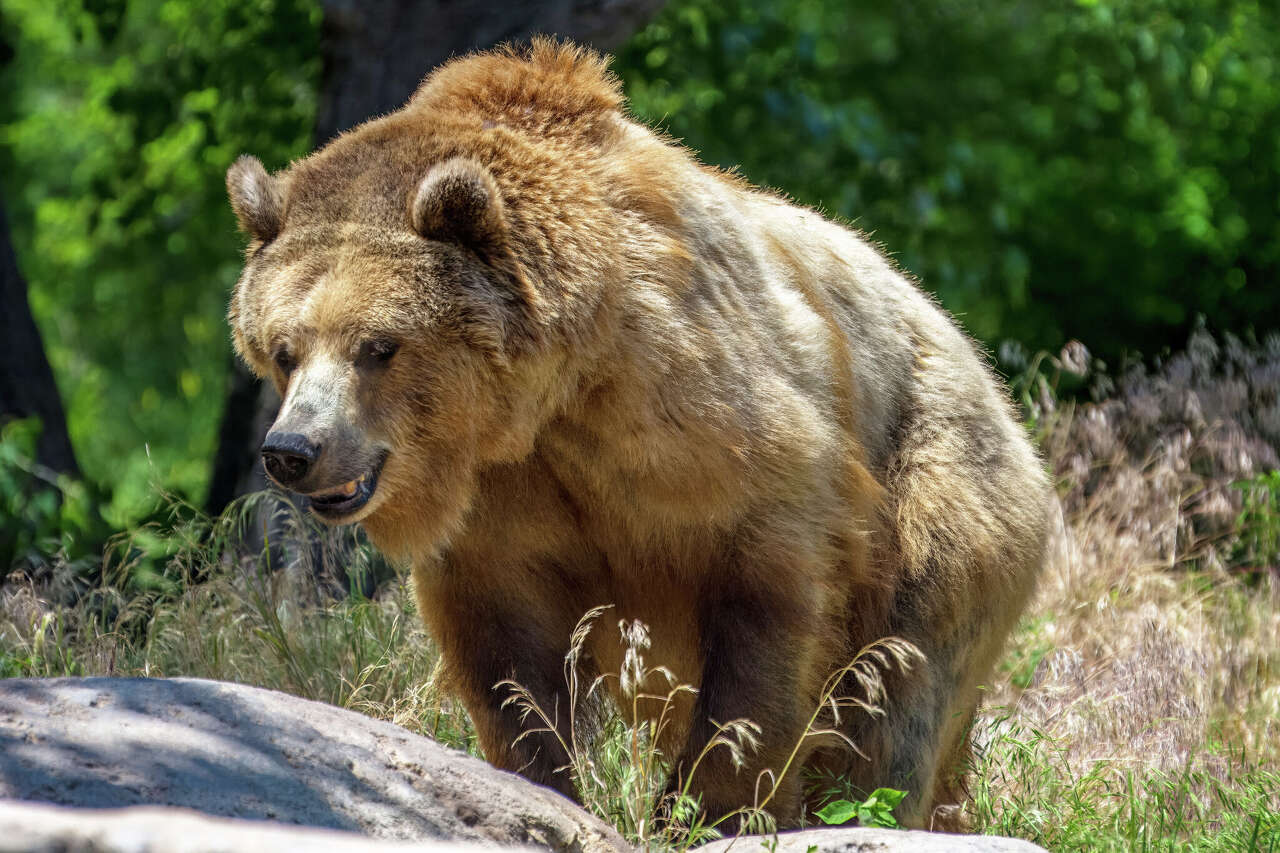 Report on man killed by Glacier National Park grizzly contains disturbing new details