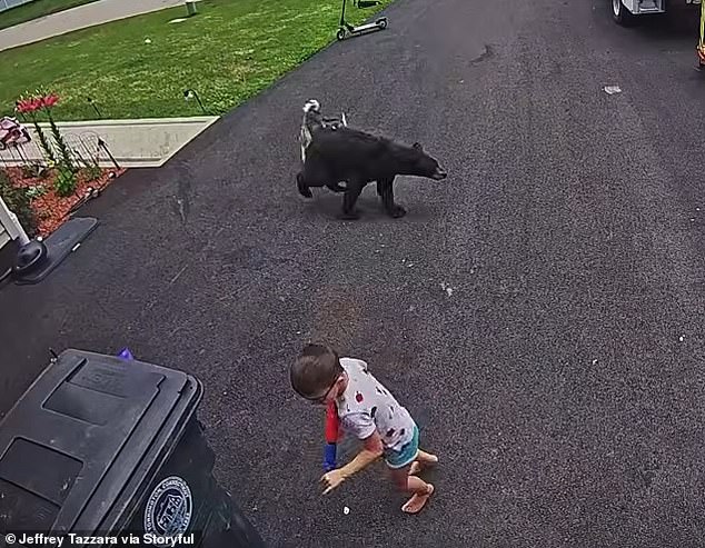Bella immediately rushed at the bear, letting out a vicious bark as she chased it off the property
