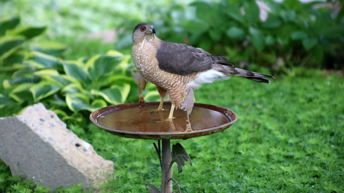 hawk