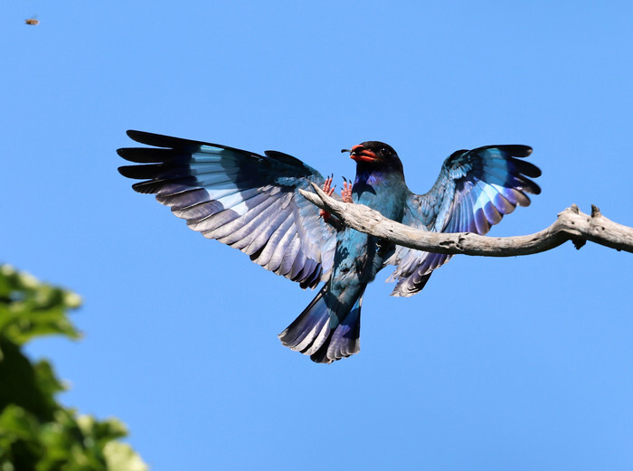 Bluebird