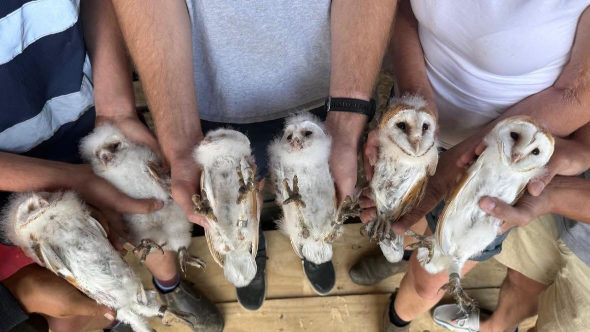 Farm's delight after six white owlets found nesting