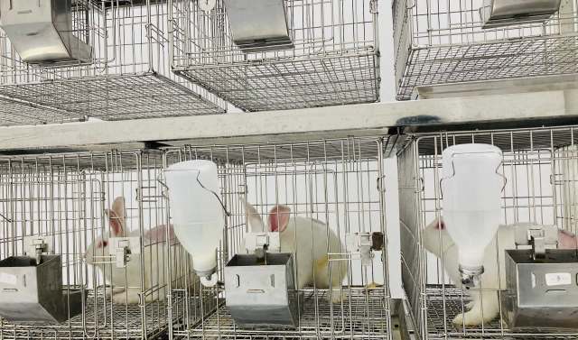 UK faces calls to scrap animal testing licenses critics say are issued 'in the dark'