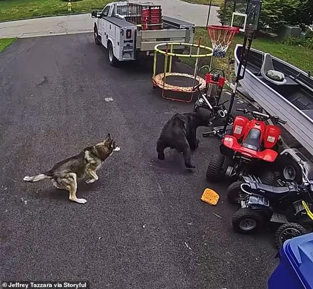 'Bella finally caught up to the bear, right in the middle of the driveway, and she bit it in the rear end. The bear ended up crashing into my boat, and then I think it scurried under the boat and then through the back between the houses and into the woods,' Tazzara told ABC News