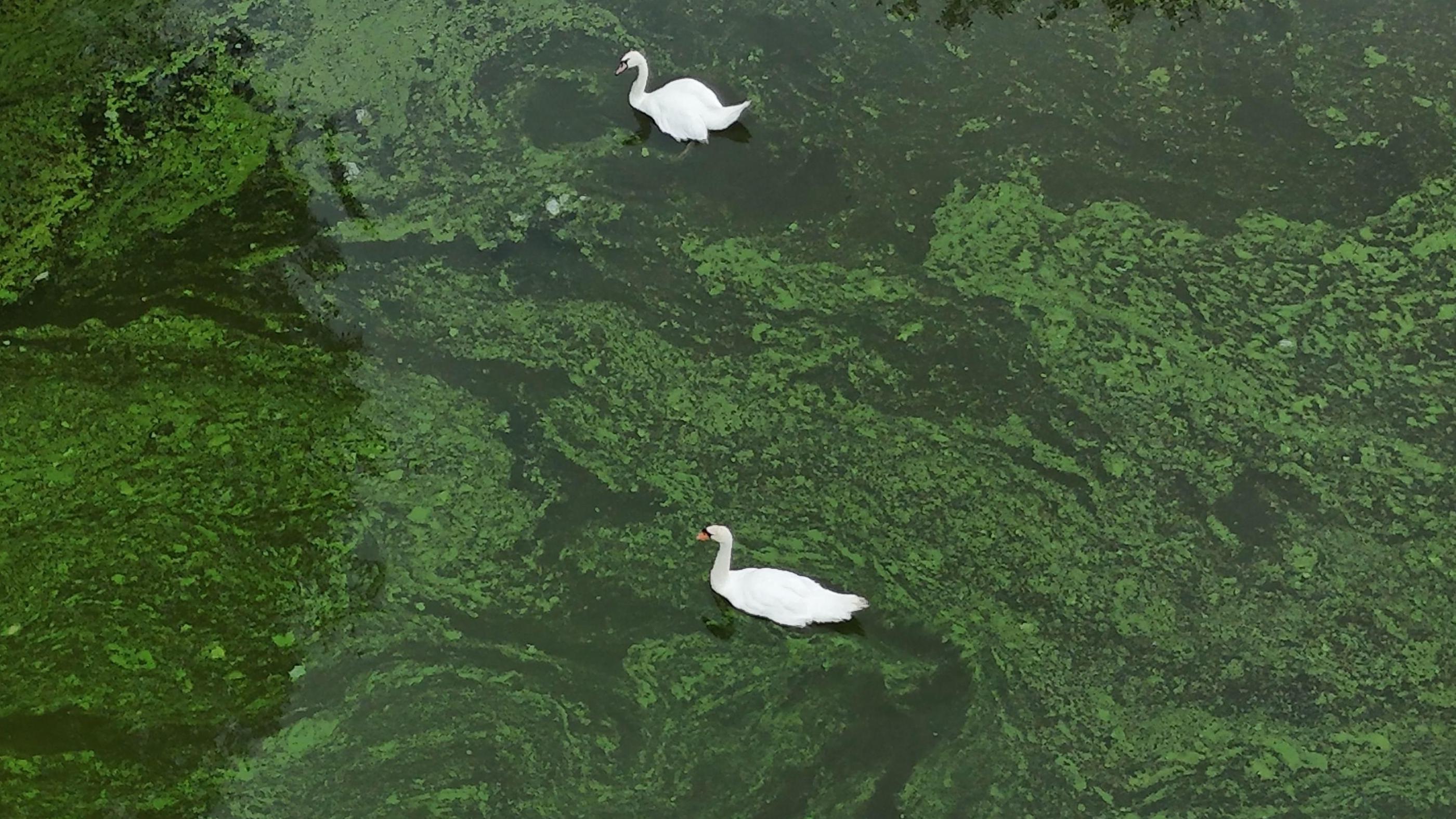 Algal blooms are caused by excess nutrients in the water