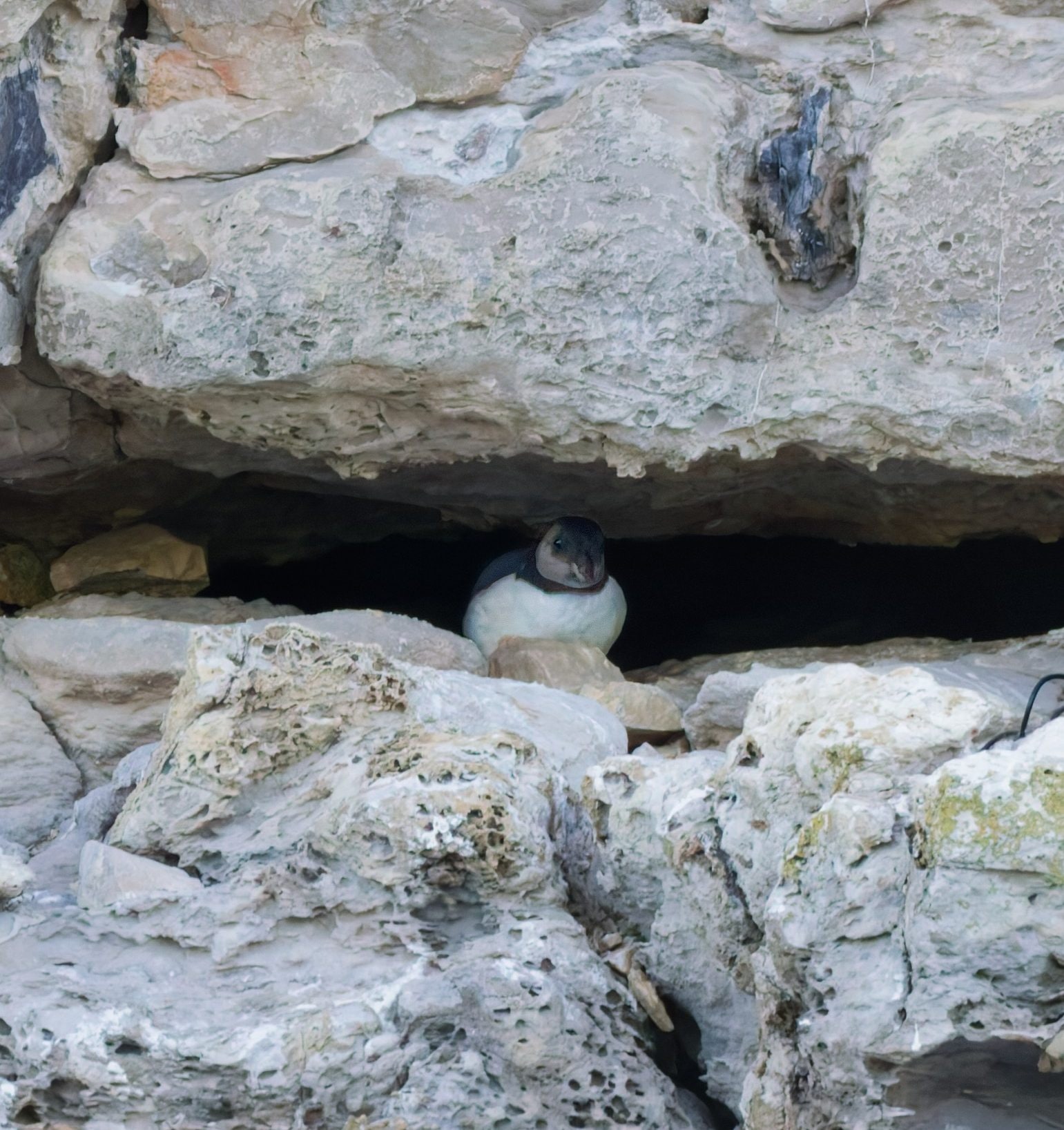The puffling was seen emerging from its nest at Dancing Ledge following more than 15 weeks of monitoring