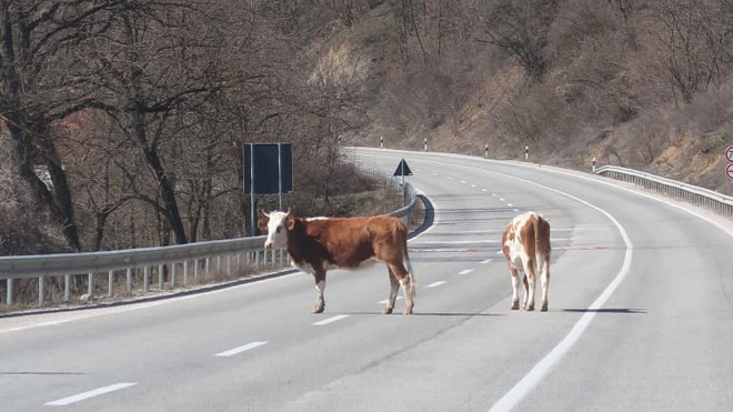 Two brown and white cows standing in the middle of a highway in North Macedonia, blocking the road.