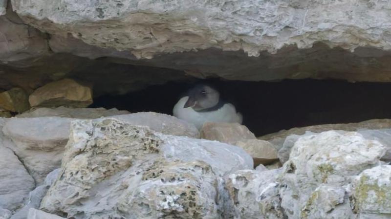 This is the first sighting of a puffling at the colony for 30 years