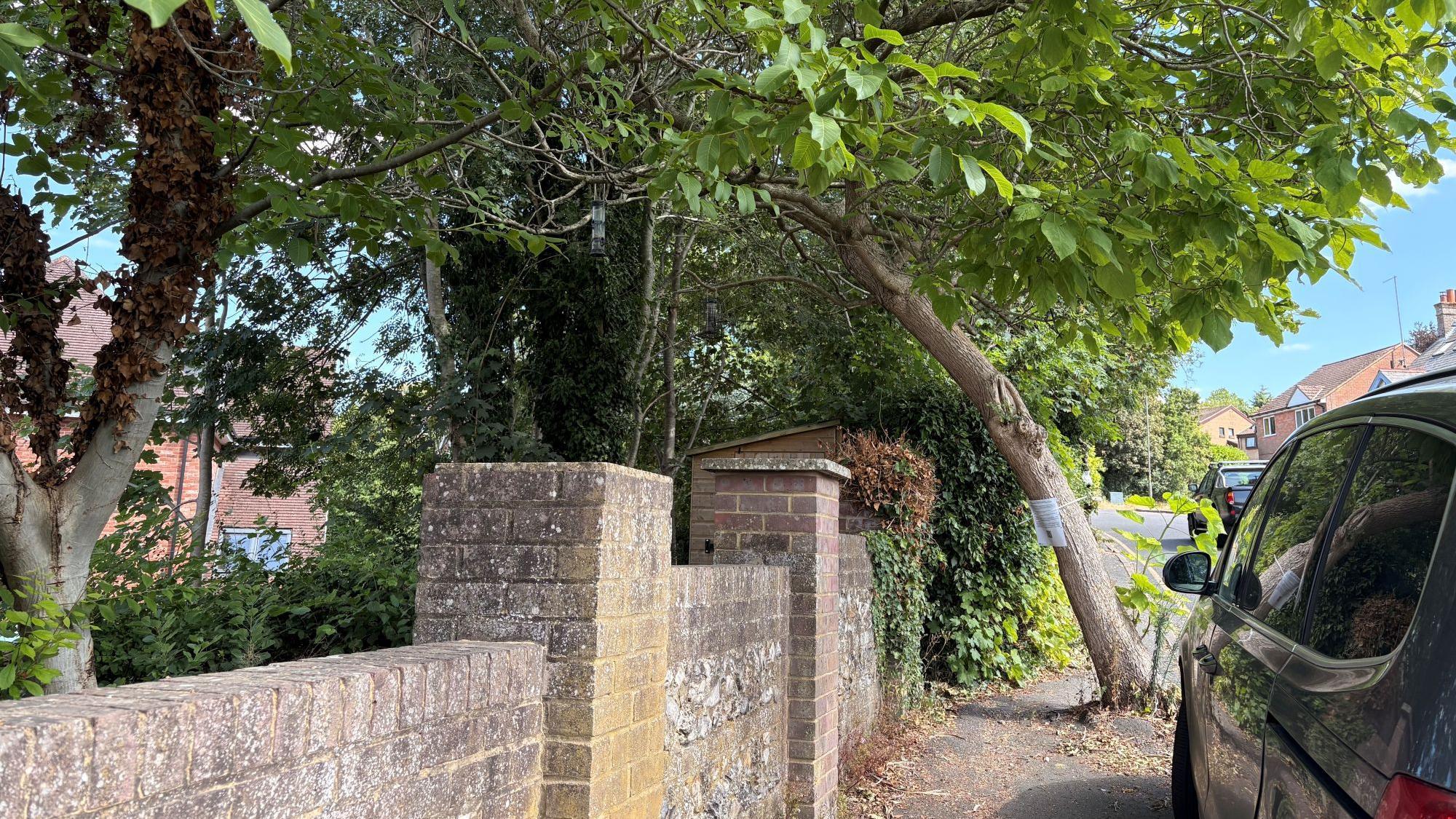 Dan Tulloch says about 50 residents have signed a petition to protect the trees
