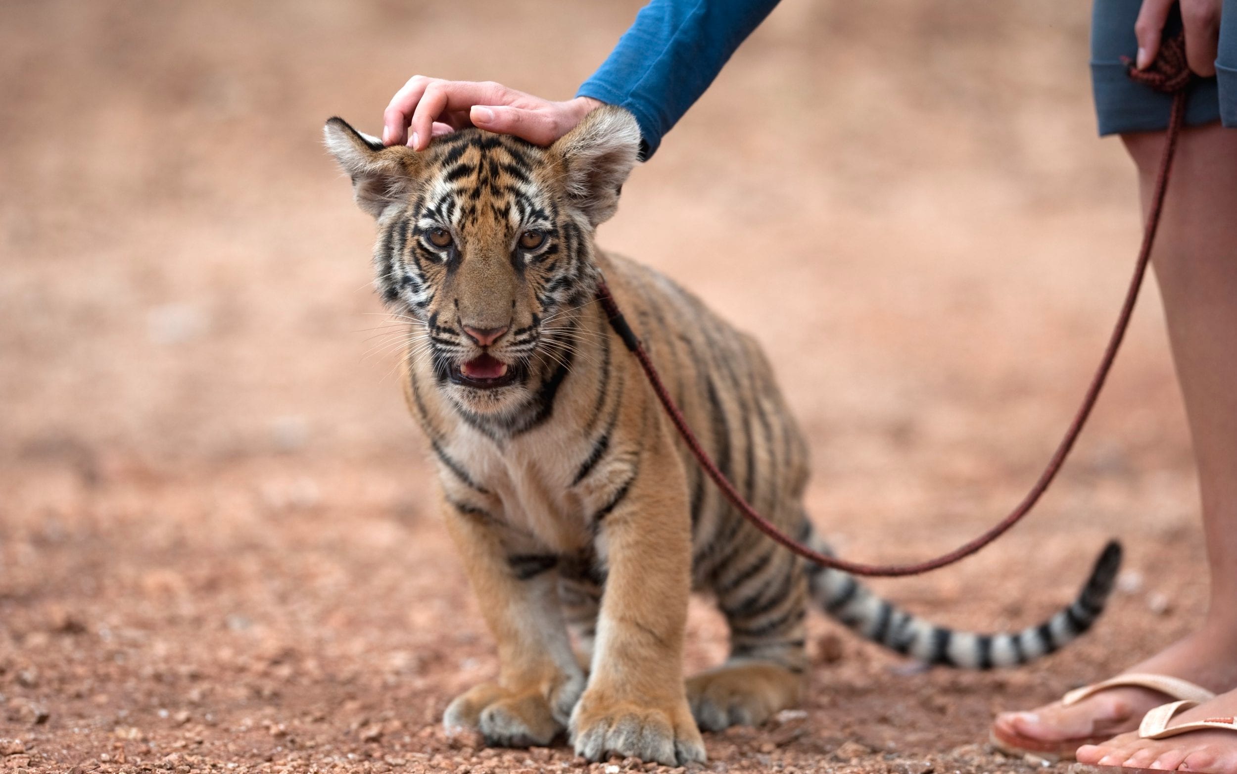 A young tiger