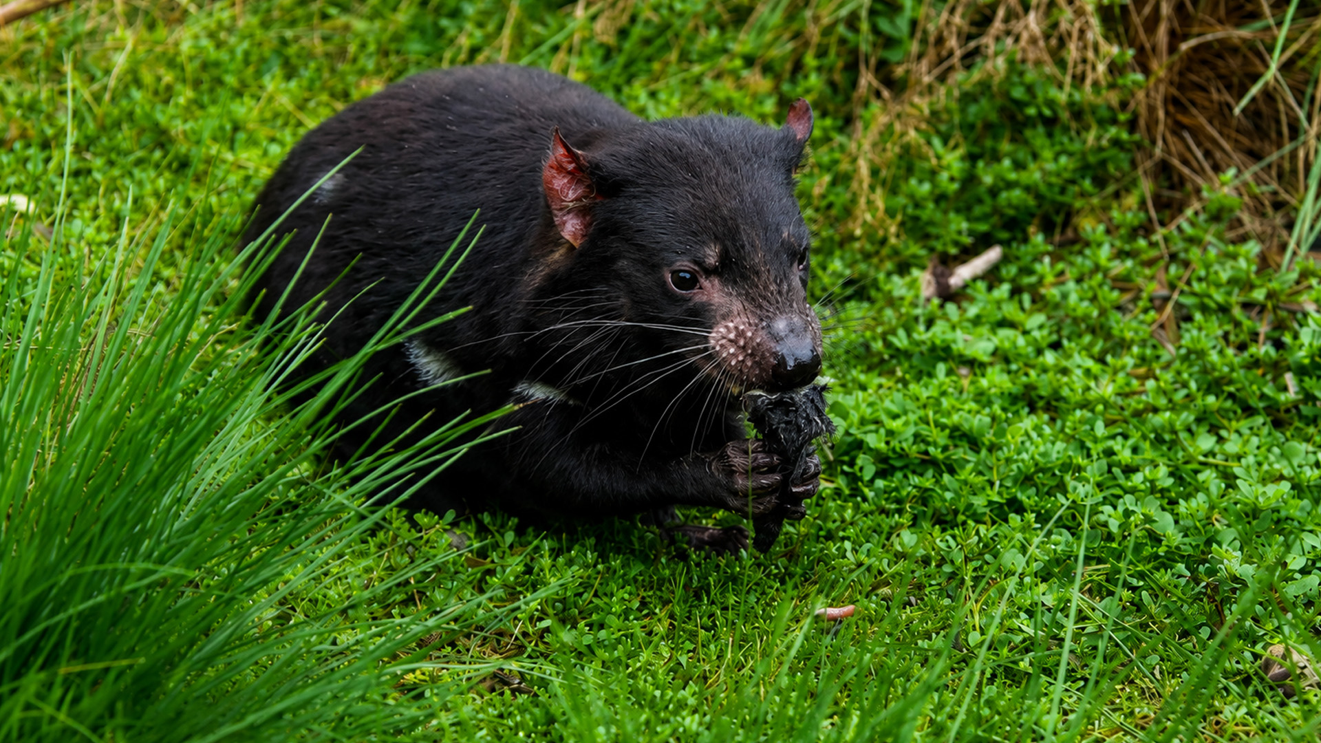 Il predatore australiano dal morso potente