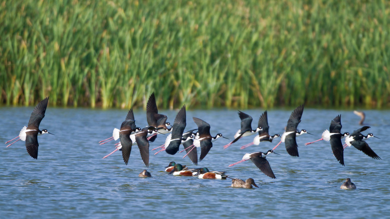 This best-kept Texas secret is a Gulf Coast bird-watching destination with ethereal wetland views