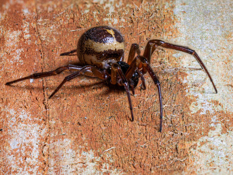 Eight expert tips for getting rid of spiders and flies from your home