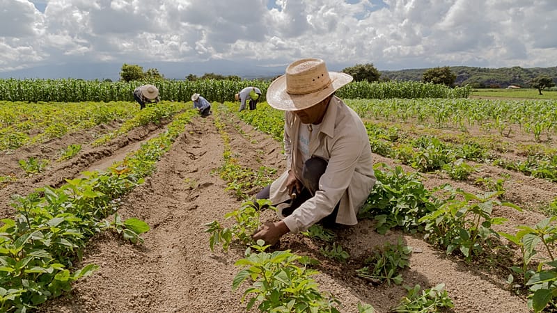 Energy and fertiliser crisis due to war will continue to drive up food inflation, UN says