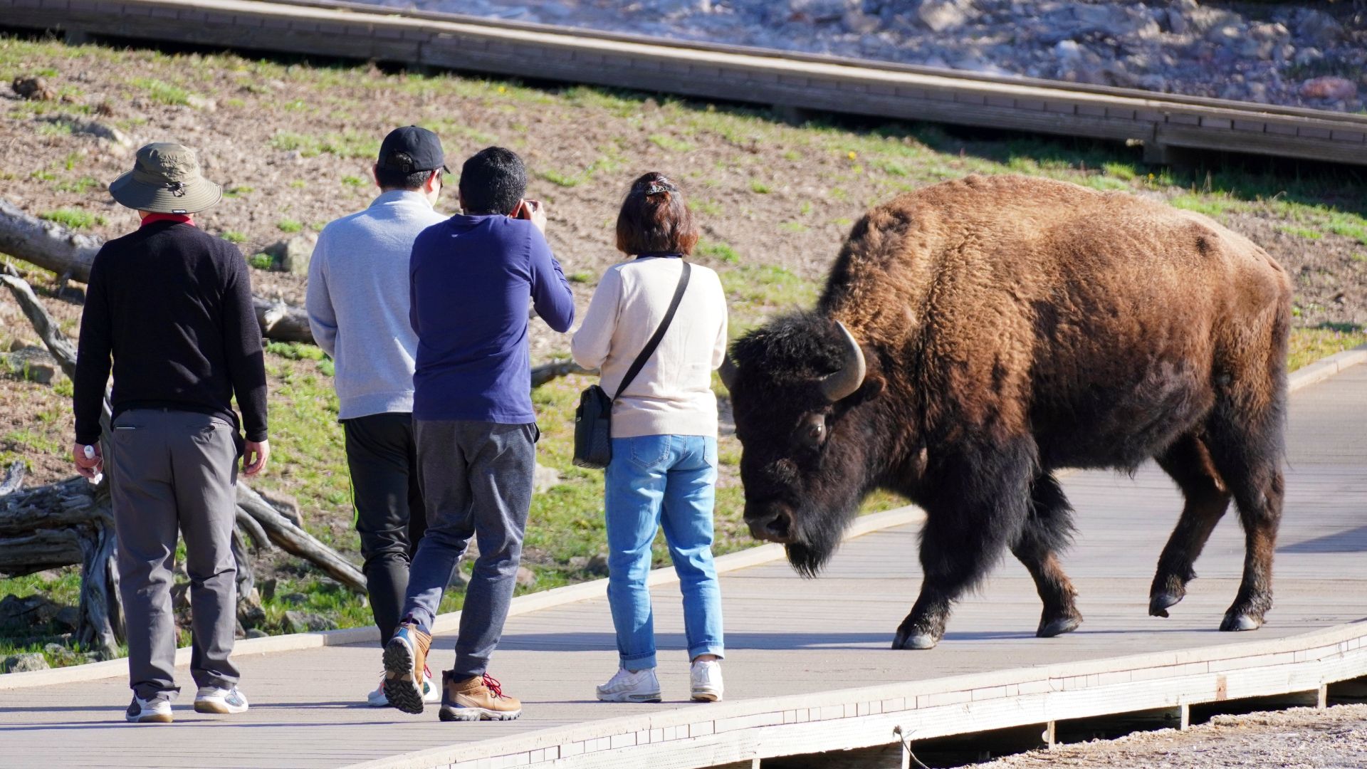 Yellowstone National Park Tourist Reveals Bison's Unexpected Reaction After He Was Flung 8 Feet Into The Air