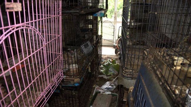 Pet Reunions Planned After Massive Martin County Animal Rescue, New Body Cam Released