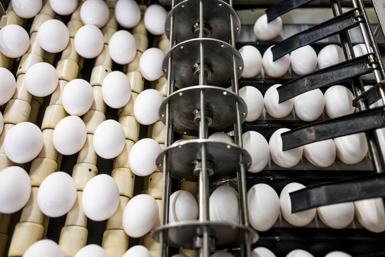 Cal-Maine sales sink amid historically low egg prices