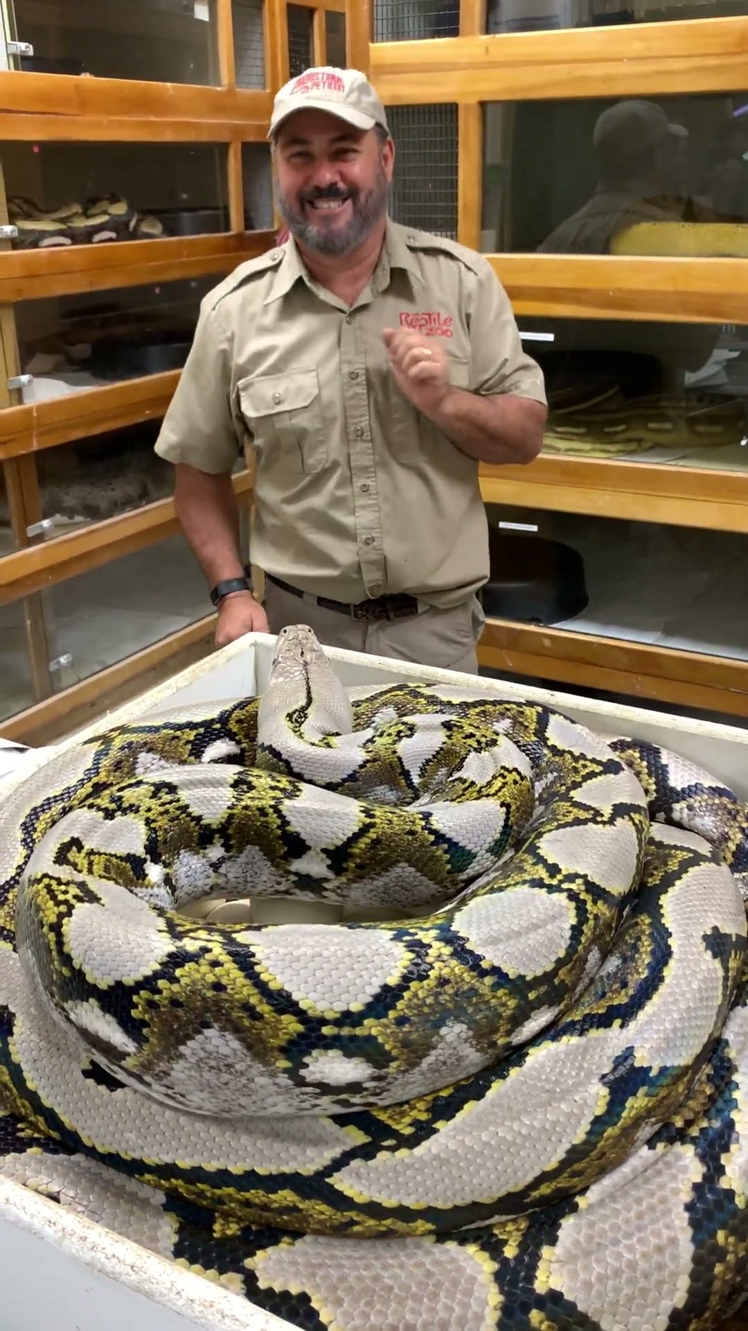 Protective python strikes when her eggs start getting moved