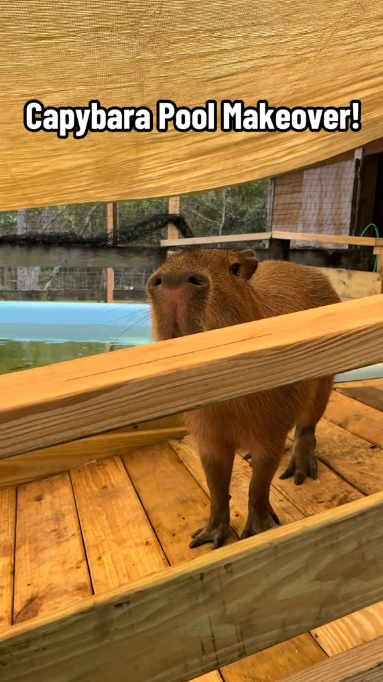 Capybara pool upgrade creates a better animal habitat experience