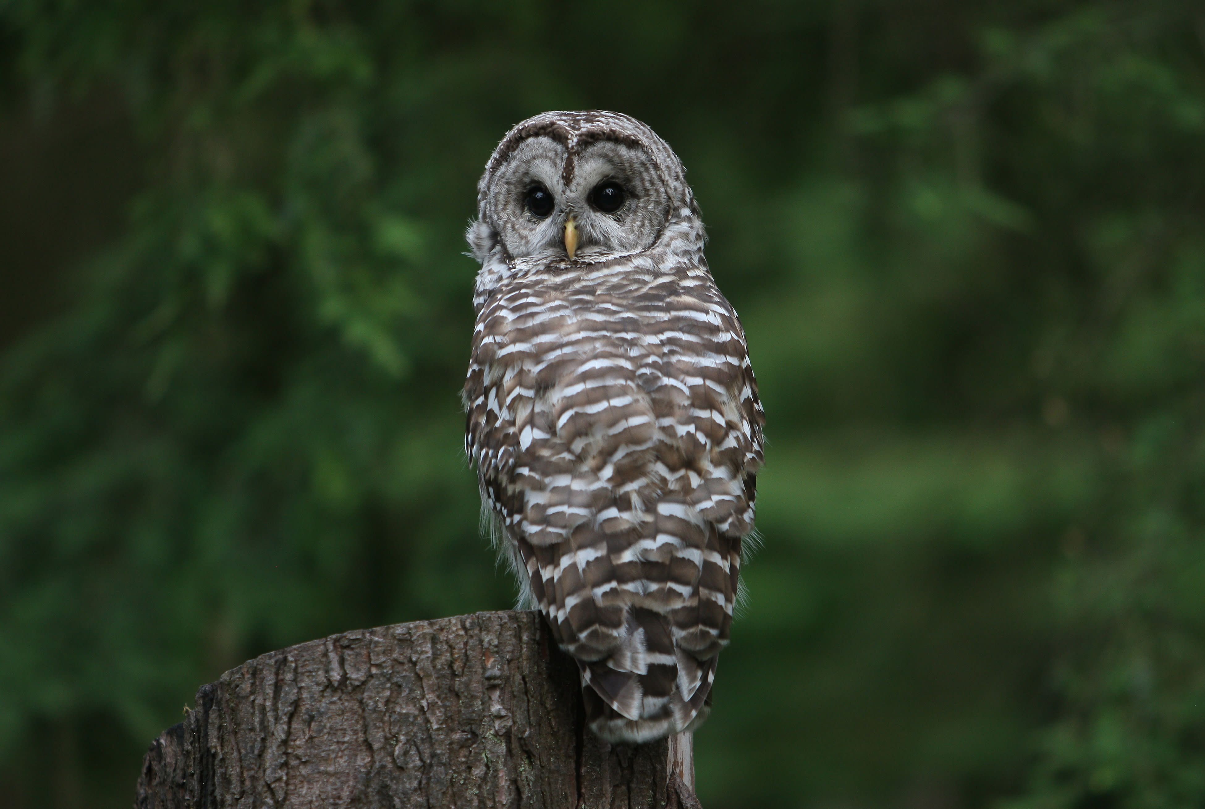 To save one endangered owl species, scientists back waging war on another
