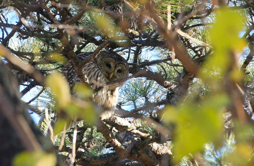 A Barred Owl stands on a branch as Robert DeCandido also known as ''Birding Bob'' leads a group of bird watchers during a tour in Central Park, New York on November 29, 2020. (credit: Kena Betancur/AFP via Getty Images)