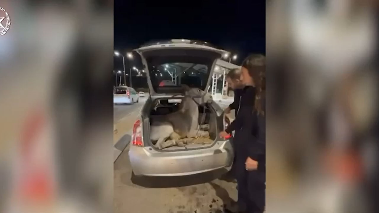 Border police rescue restrained donkey from private vehicle at Jerusalem checkpoint