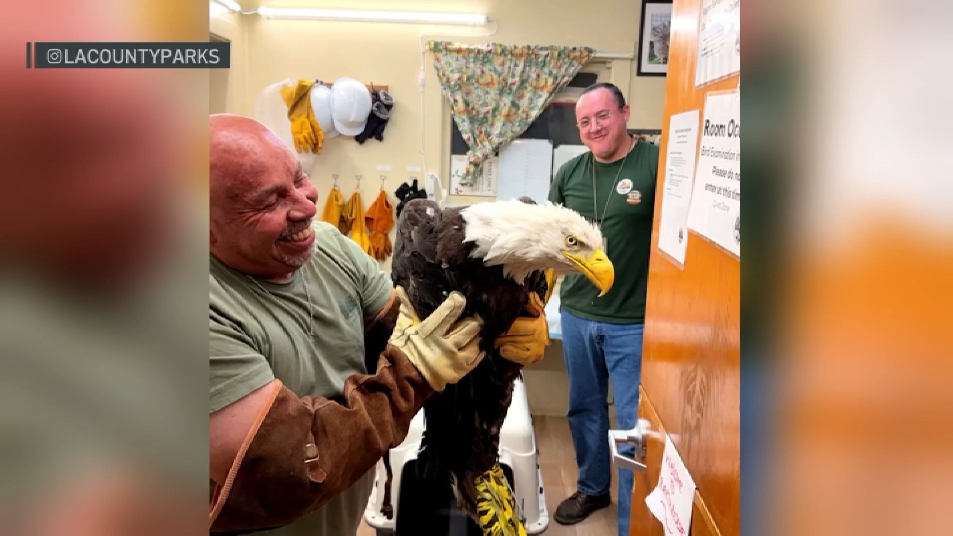 Big Bear bald eagle Jackie is in critical condition, wildlife rehab says