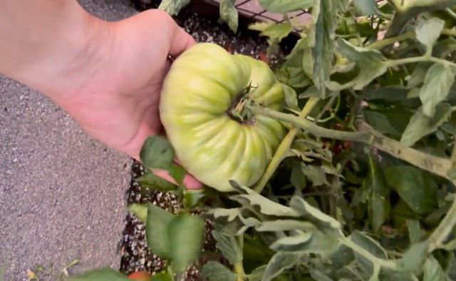 A hand holding a green heirloom tomato attached to the vine.