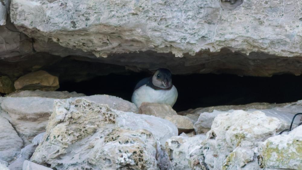 Puffling spotted at colony in danger of extinction