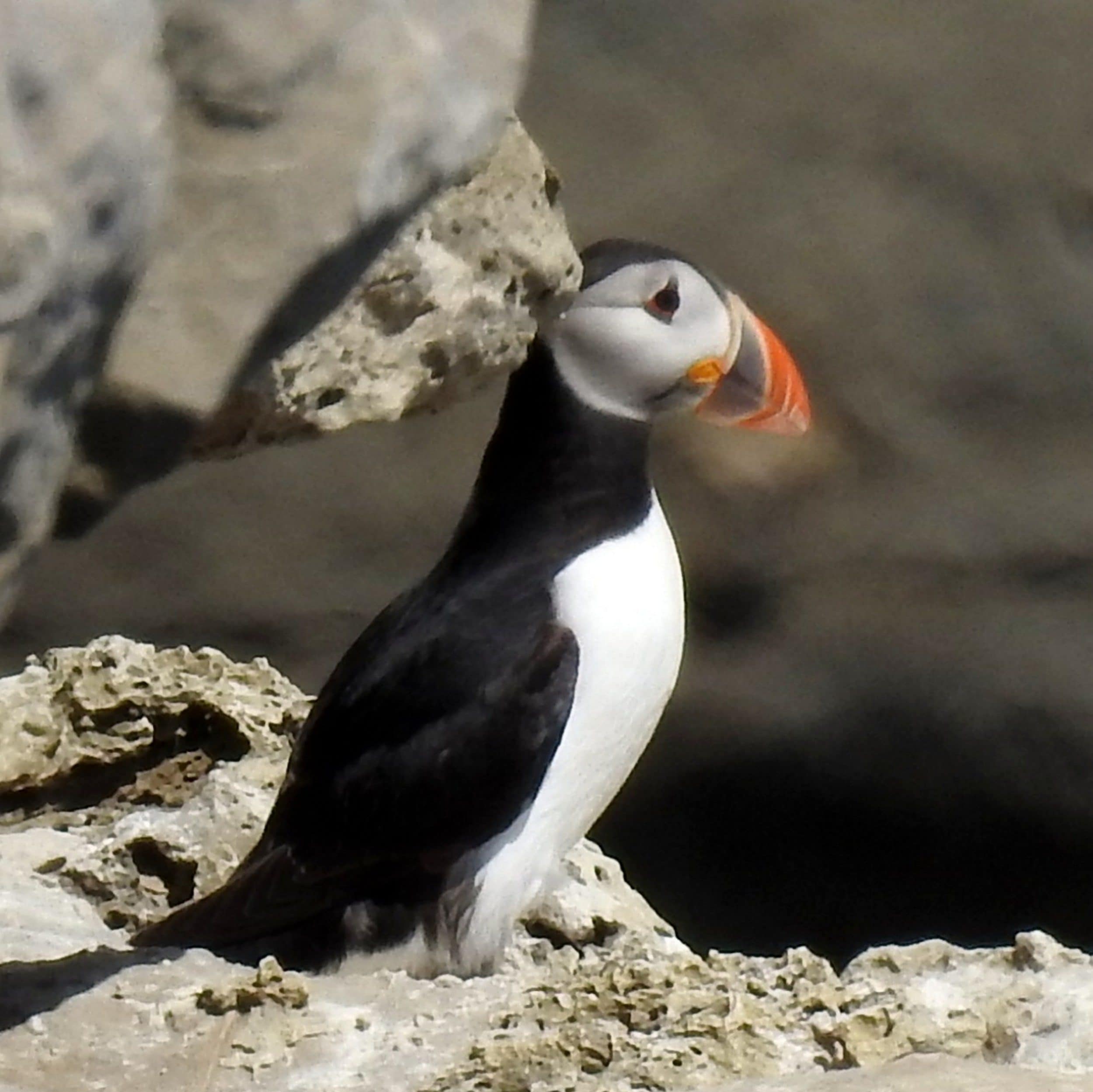 A puffin at Dancing Ledge