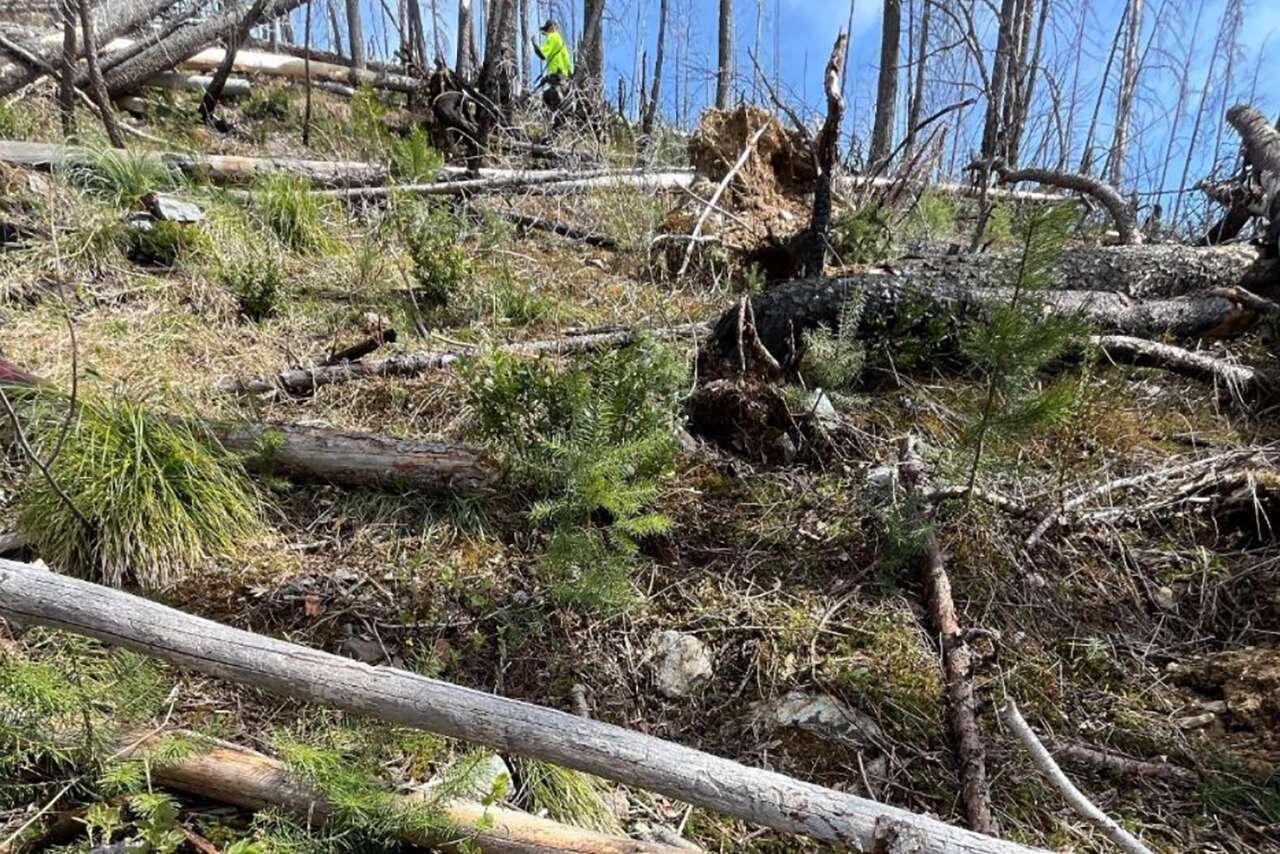 Report on man killed by Glacier National Park grizzly contains disturbing new details