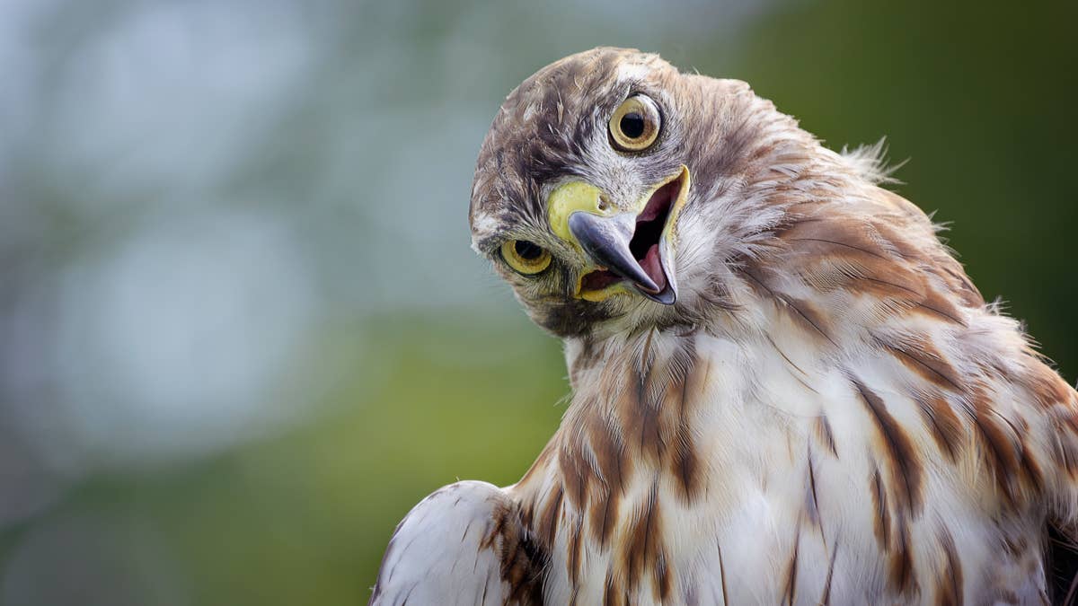 Juvenile hawk beats the summer heat like a kid running through a sprinkler