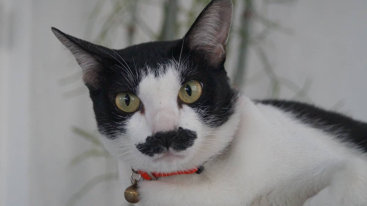 Stray cat with a celebrity look joins a family's road trip drive home and steals their hearts