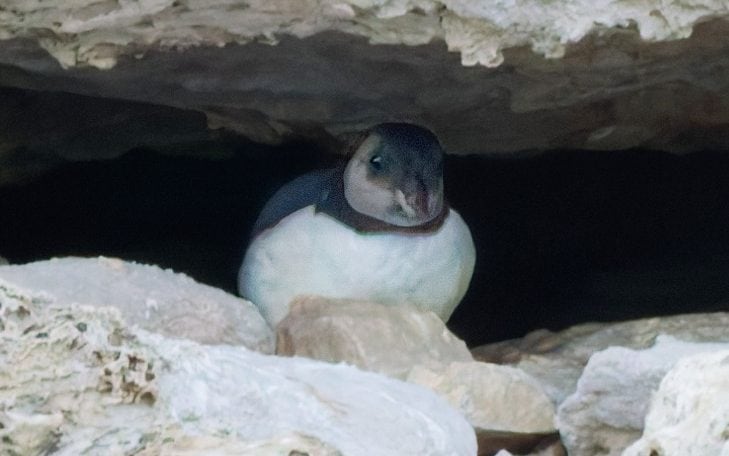 Dorset puffin colony welcomes chick for first time in 30 years