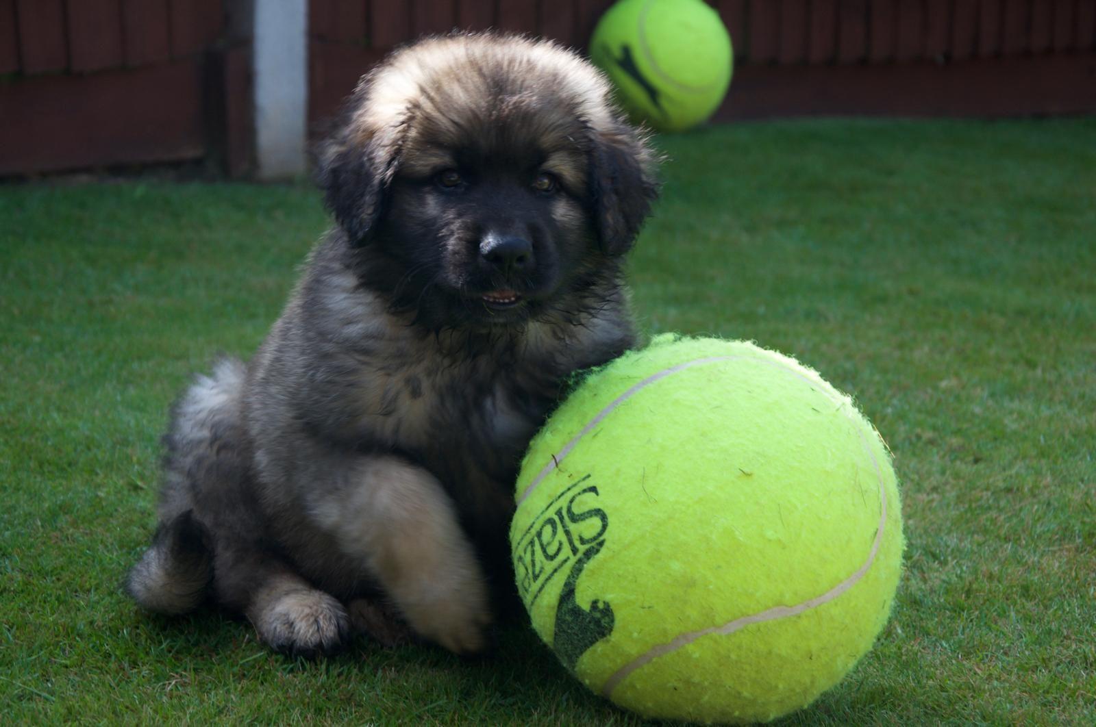Hero was collected as a puppy from Newcastle in 2018