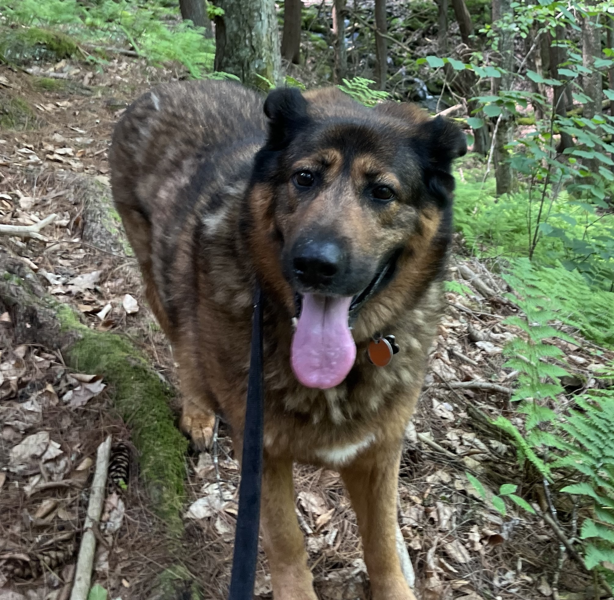 A 102-pound dog couldn't descend a mountain. Volunteers carried her for hours.