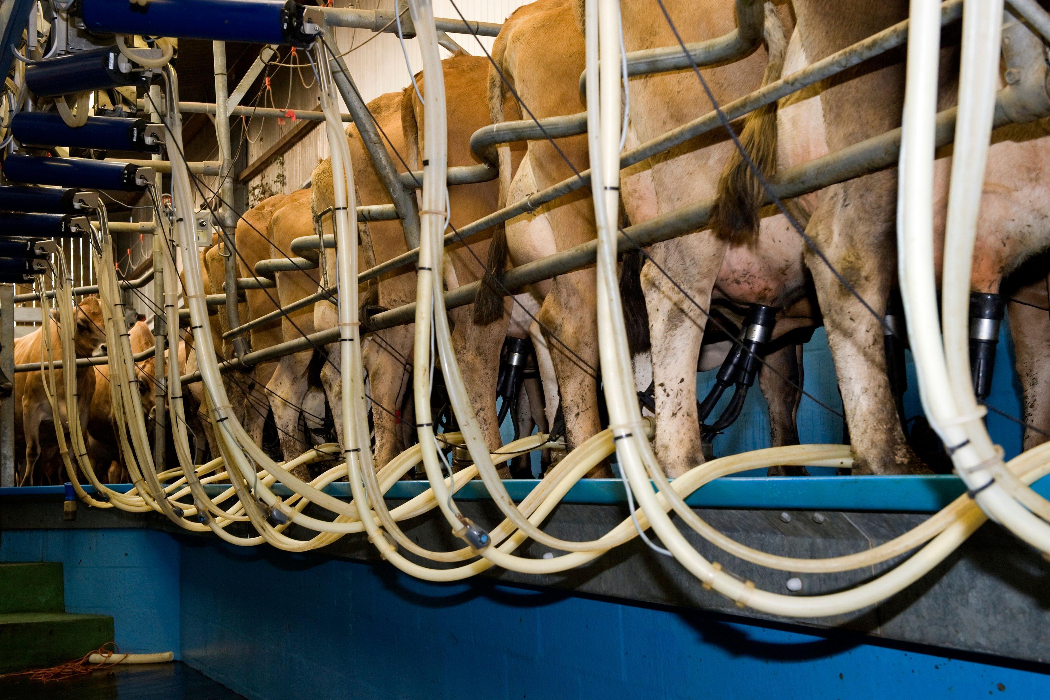 Dairy farms in Pembrokeshire produce as much as 25% of Wales' milk